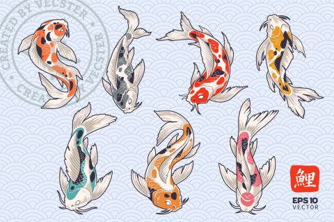 Koi Fish Vector Set