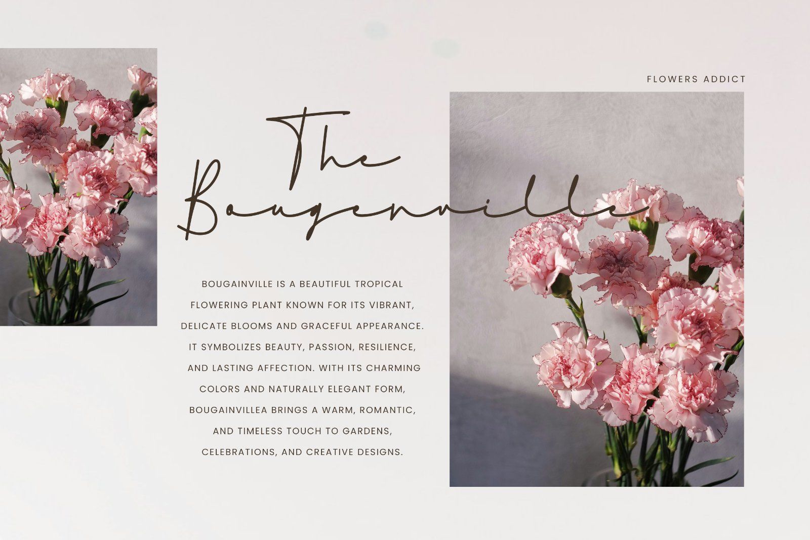 Flamelisse | Handwritten Script Font — image 2