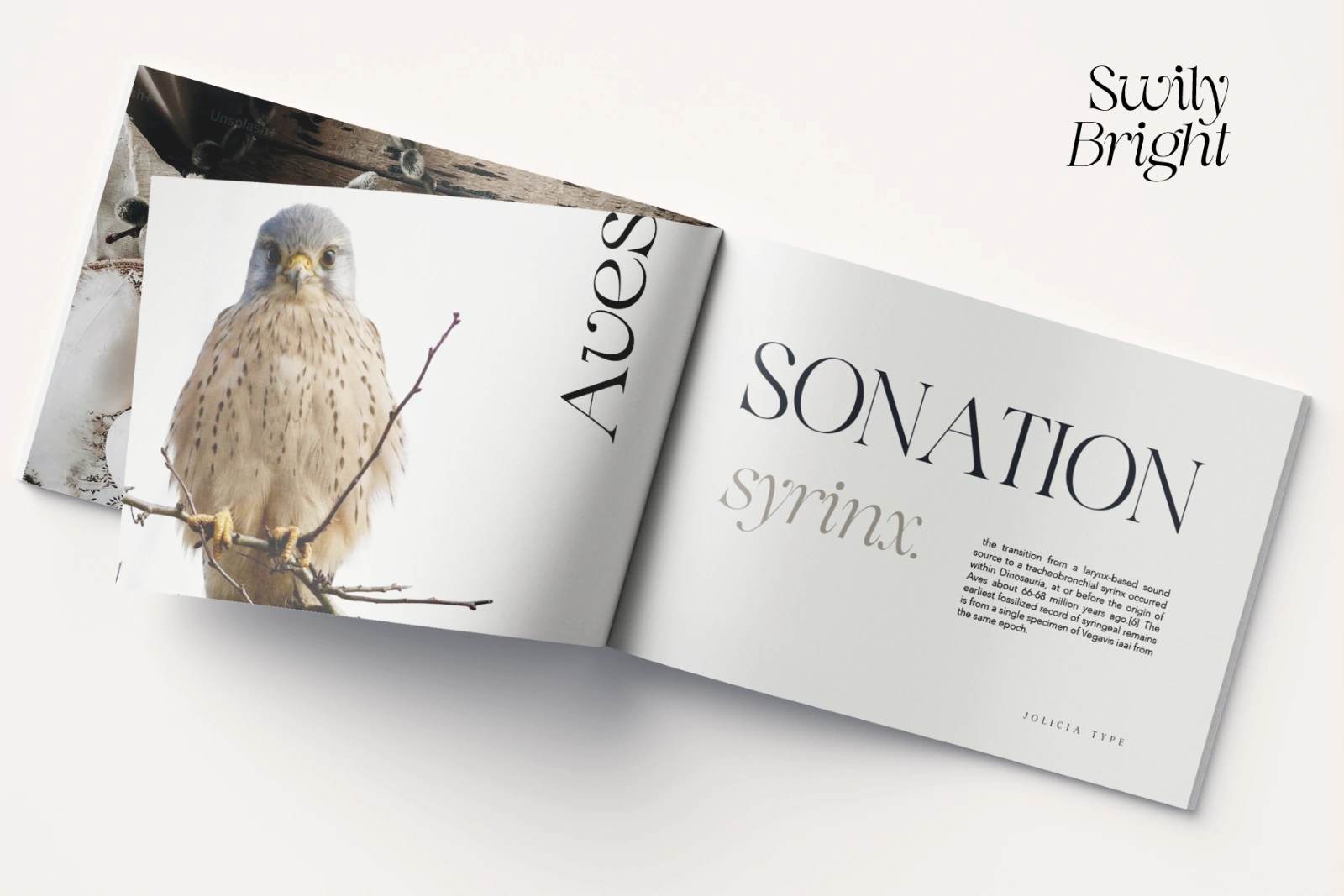 Swily Bright | Classy Font — image 11