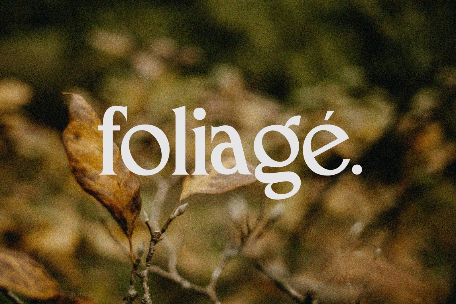 French Macchiola | Vintage Display Serif