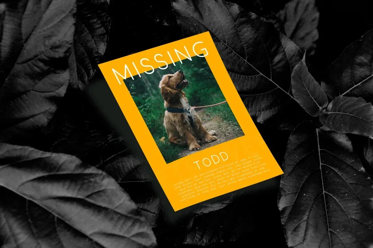 Olivette — image 4