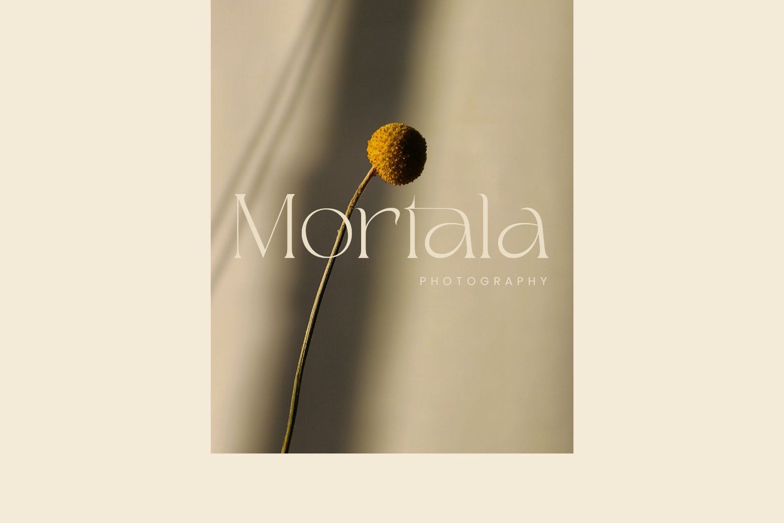 Chestra - Elegant Display Serif Font — image 4