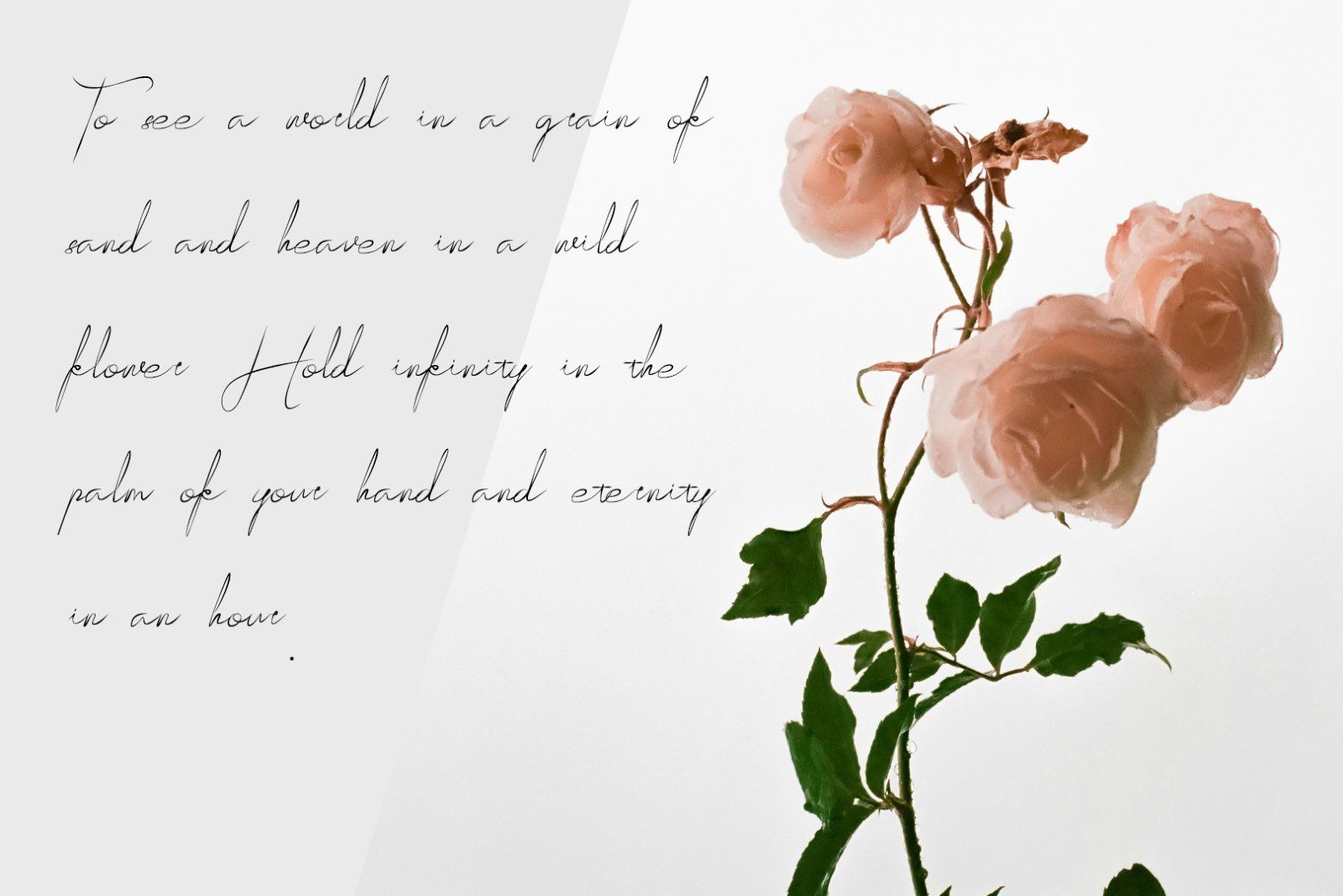 Kazequill Script Modern Elegant — image 3