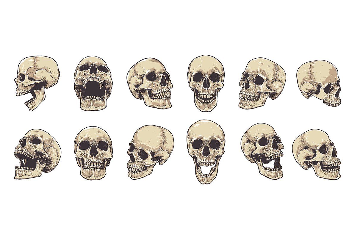 Anatomic Skulls Vector Pack