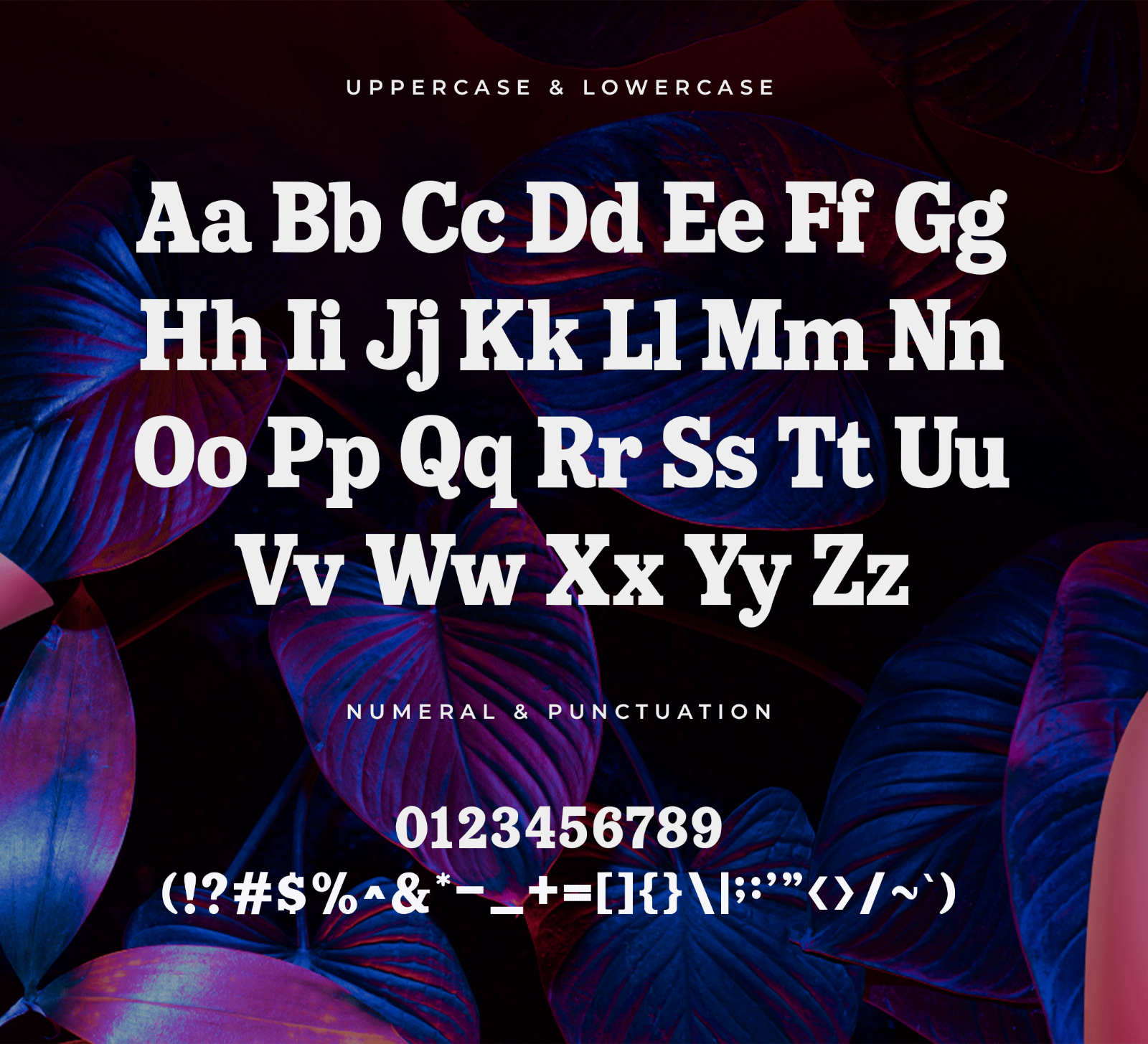 Butterfly – Modern Classy Bold Serif Font — image 4