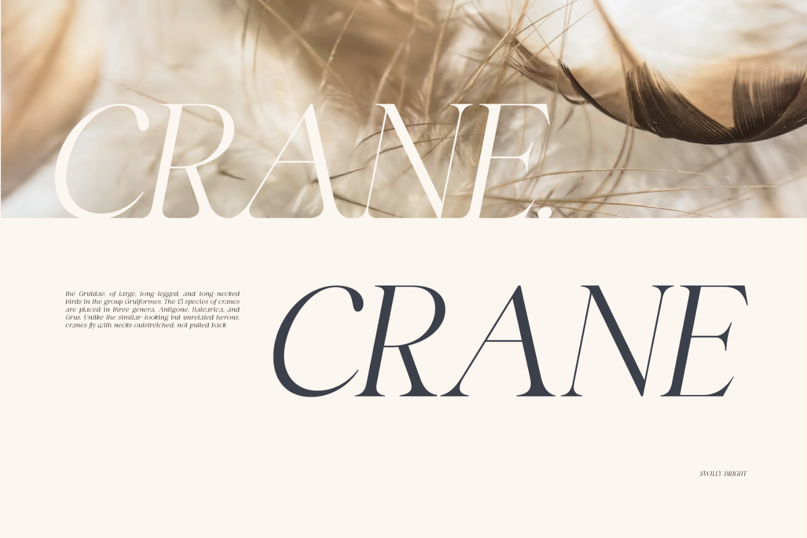 Swily Bright | Classy Font