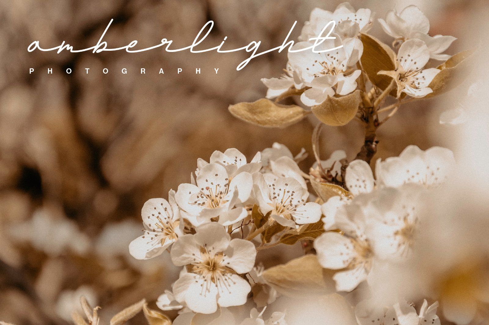 Andalusia a Beautiful Script Font — image 18
