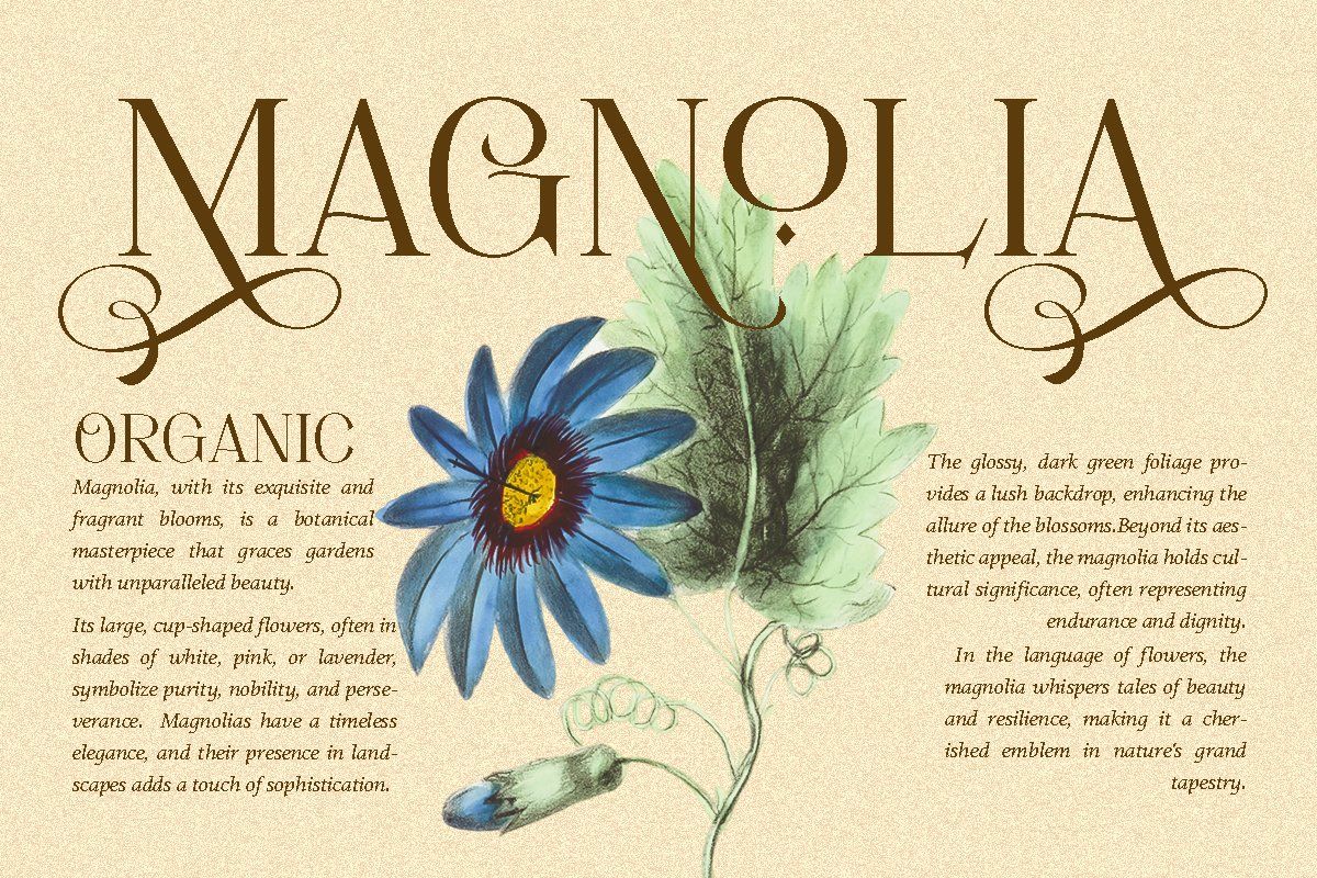 Movich | Uniquely Serif Font — image 3