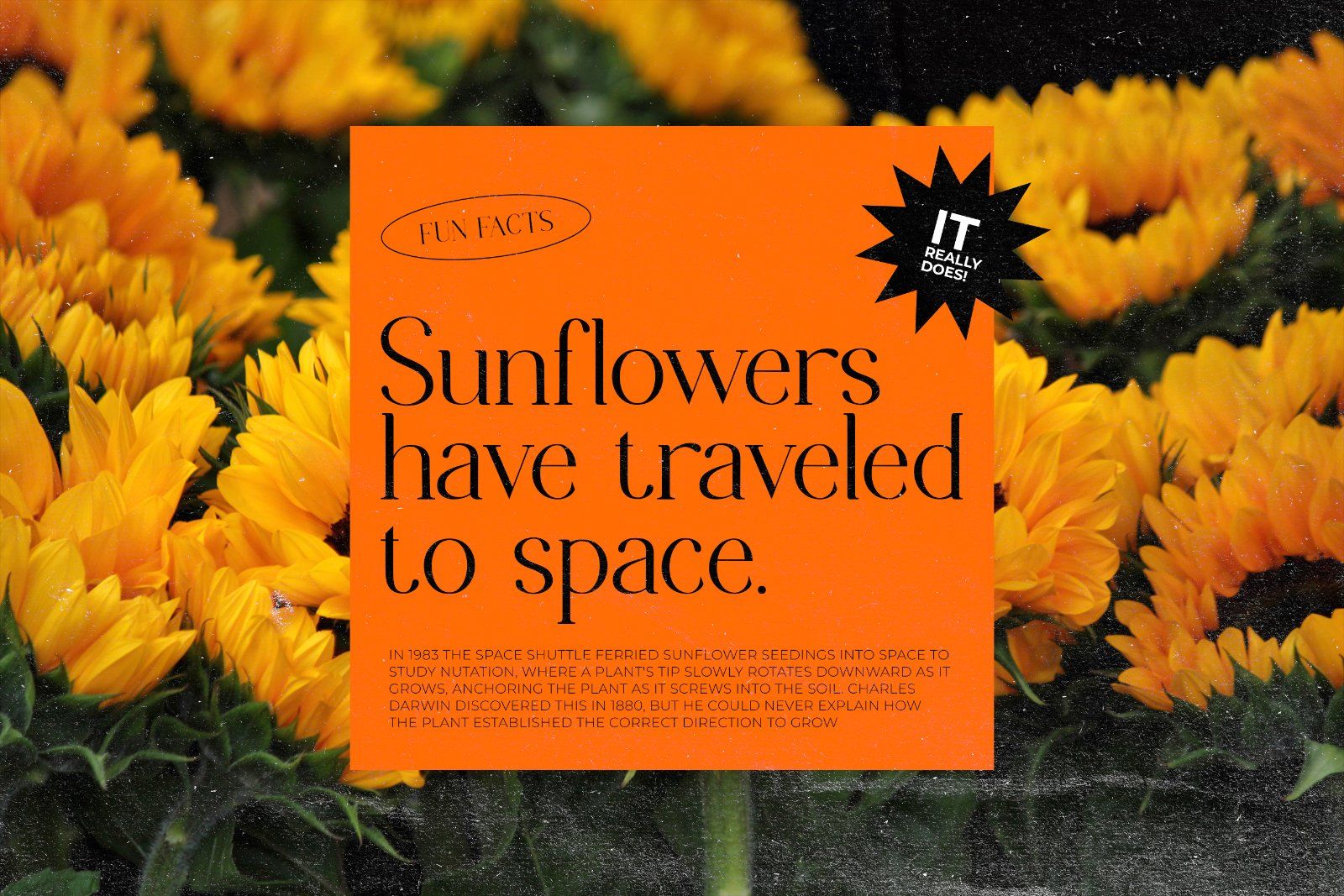 Chanley - Modern Serif Font — image 7