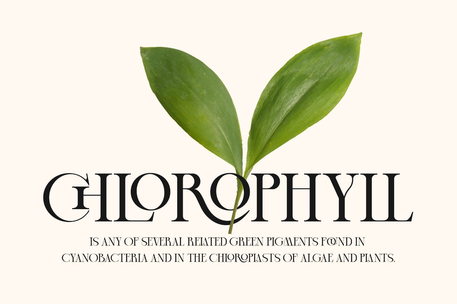 Cheqa a Luxury & Elegant Serif — image 2