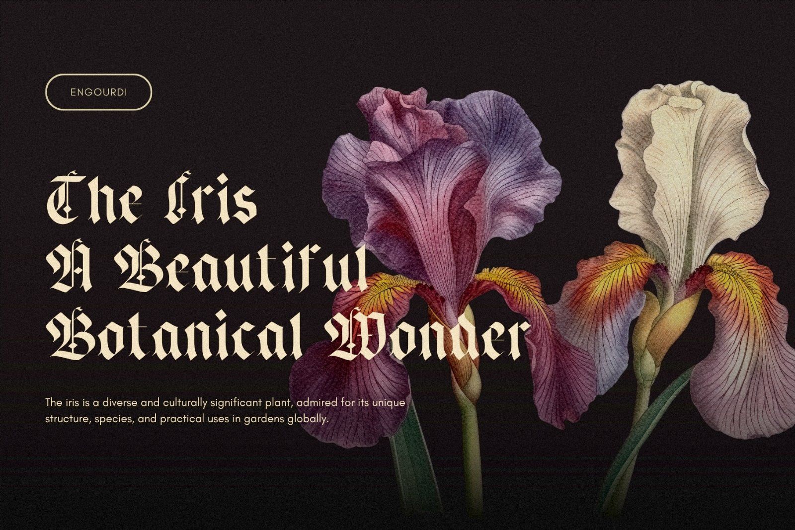 Engourdi Medieval Blackletter Font — image 2
