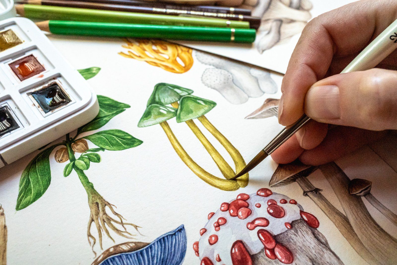 Fall Mushrooms Watercolor Clipart — image 4