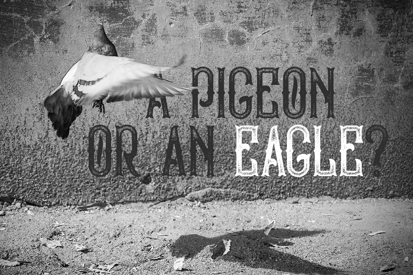 Bald Eagle Typeface — image 4