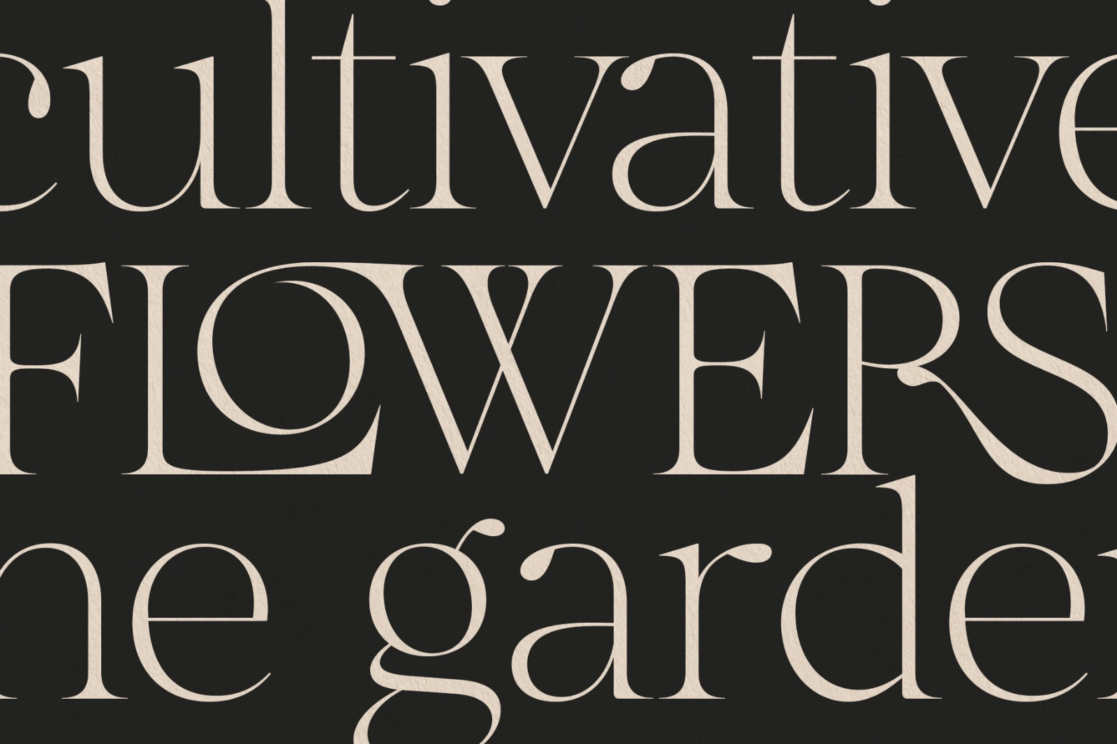 The More Crowd Serif — image 10