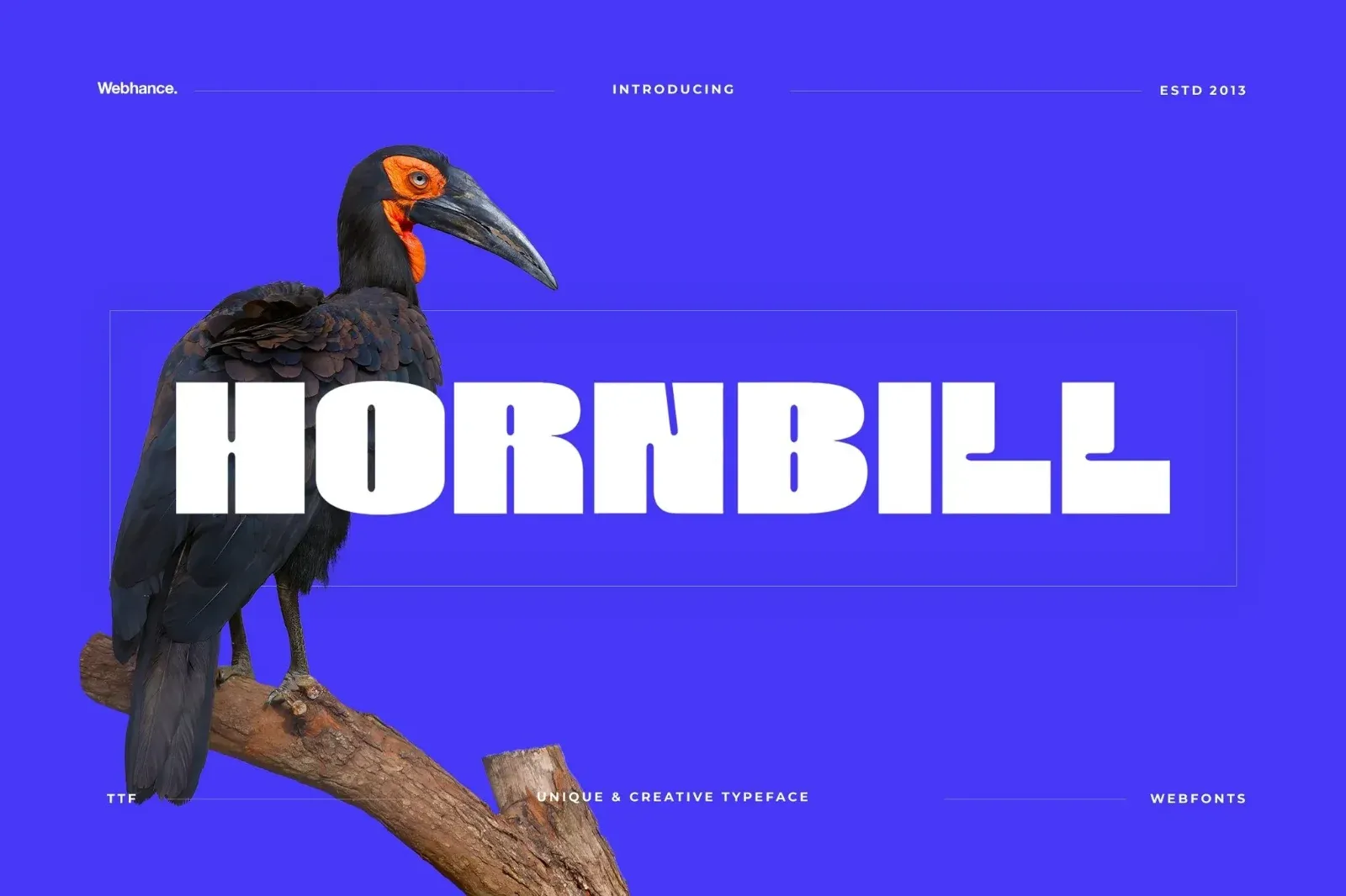 Hornbill Display — image 1