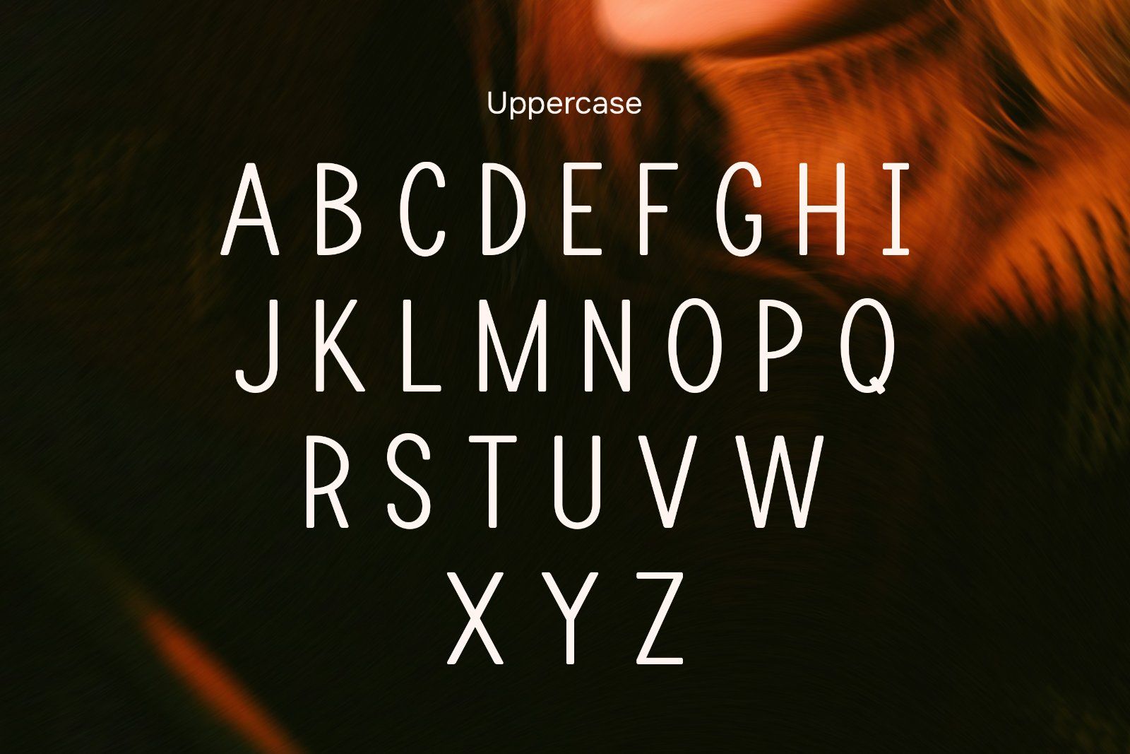Linova - Modern Sans Serif Font — image 6