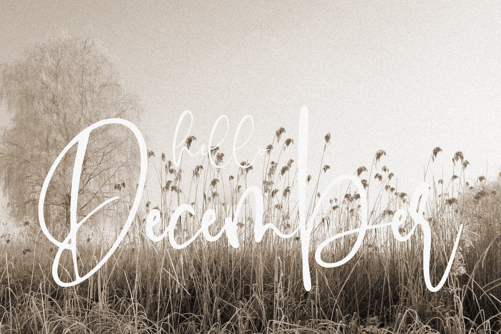 Moister - Stylish Script Font — image 4