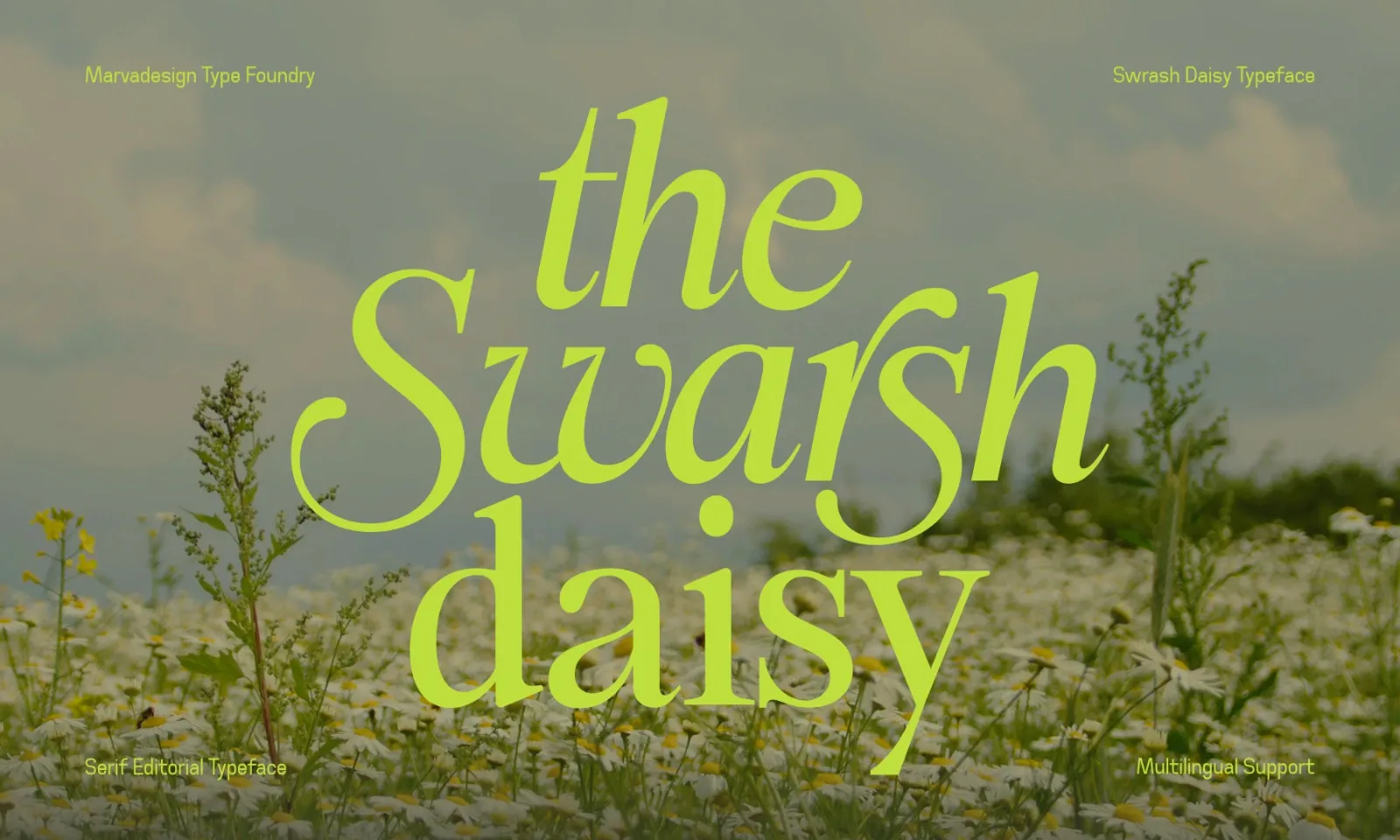 Swarsh Daisy - Elegant Serif Display — image 1