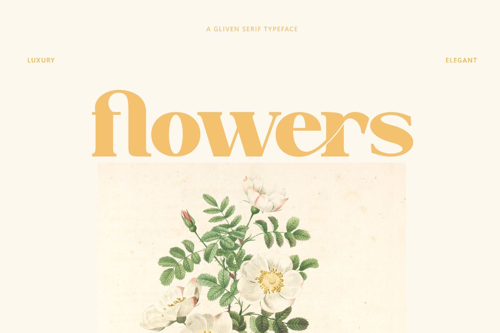 Gliven - Elegant Retro Serif Font — image 4